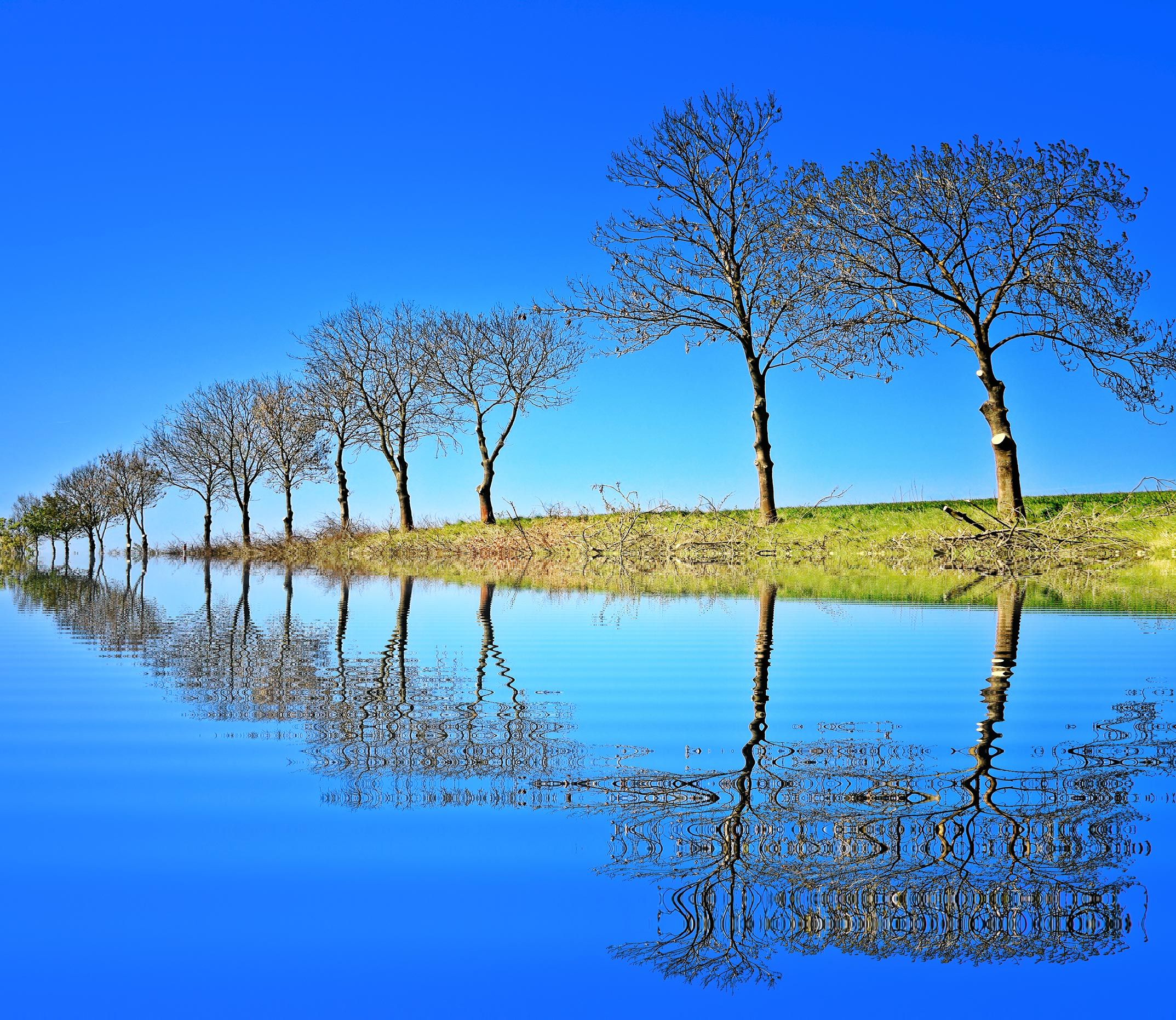Alberi spogli riflessi nell'acqua, 2147x1862 Hi-Res, Desktop
