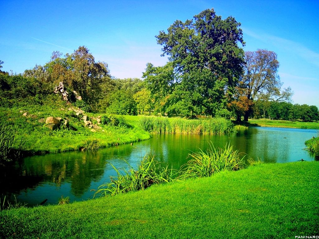 Laghetto verde con alberi, 1024x768 HD, Desktop