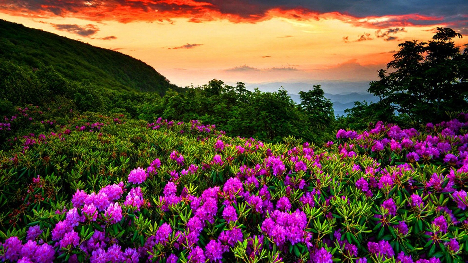 Fiori viola al tramonto, 1920x1080 Full HD 1080p, Laptop