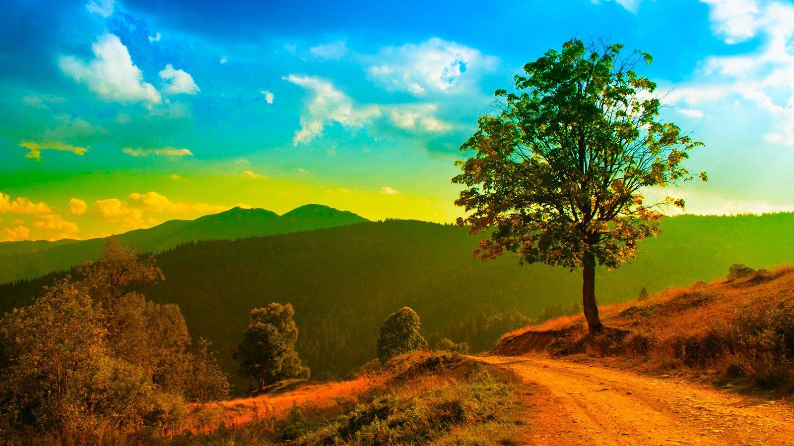 Albero solitario sentiero collina, 1600x900 900p, PC Desktop