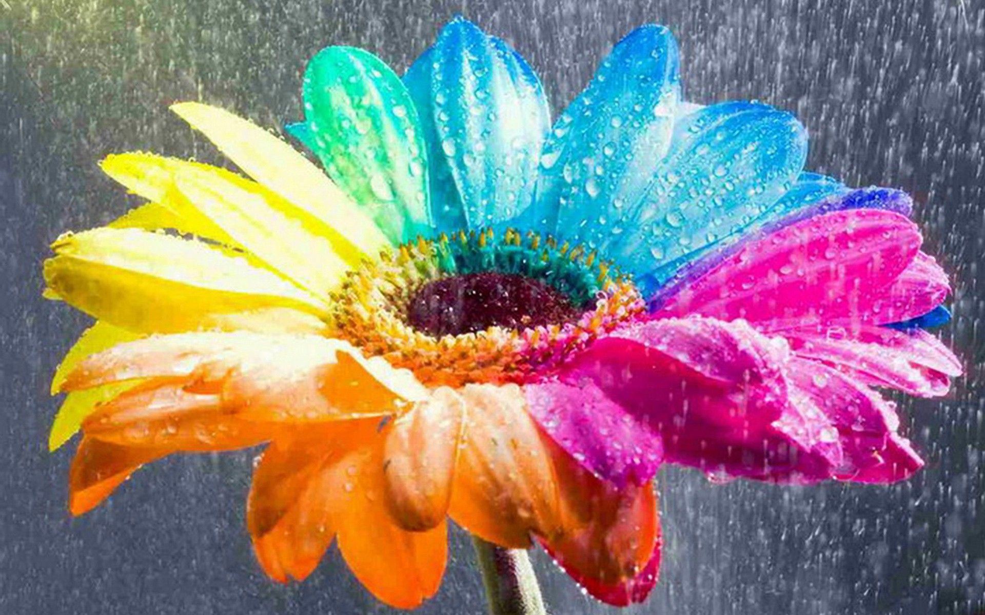 Fiore multicolore con gocce pioggia, 1920x1200 Full HD+, Desktop