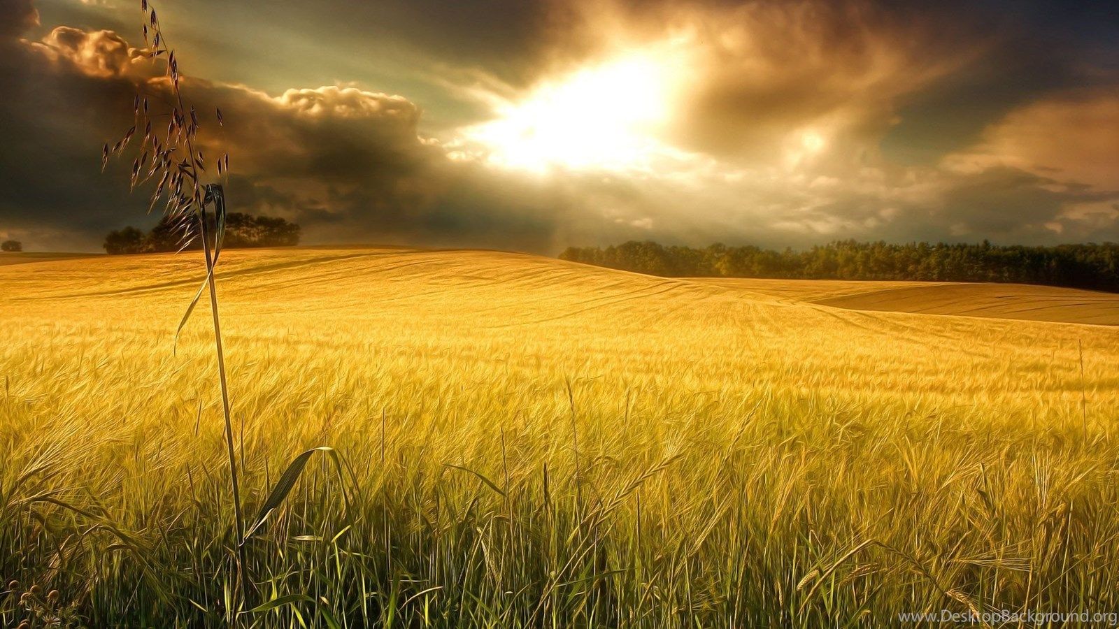 Campo di grano al tramonto, 1600x900 HD, Desktop