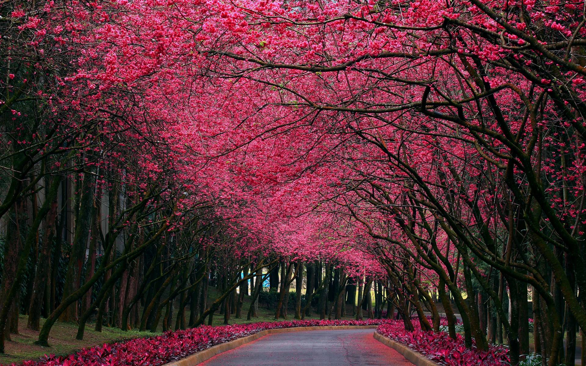 Viale alberi fiori rosa, 1920x1200 WUXGA, Desktop