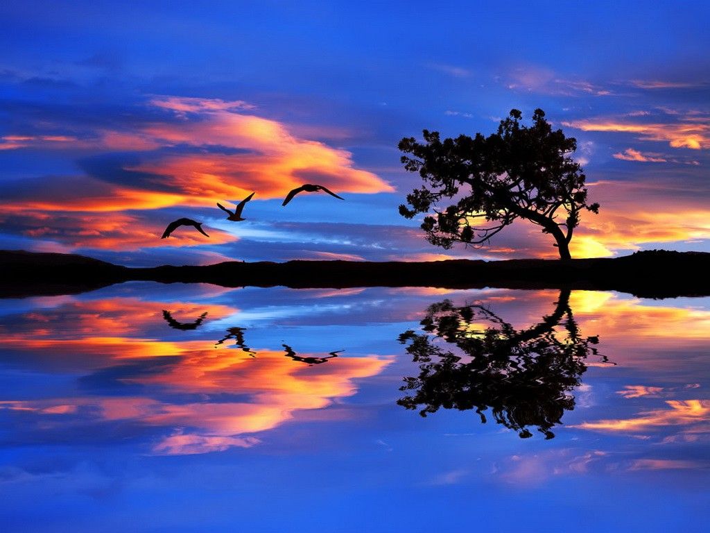 Tramonto con albero e uccelli, 1024x768 HD, Desktop