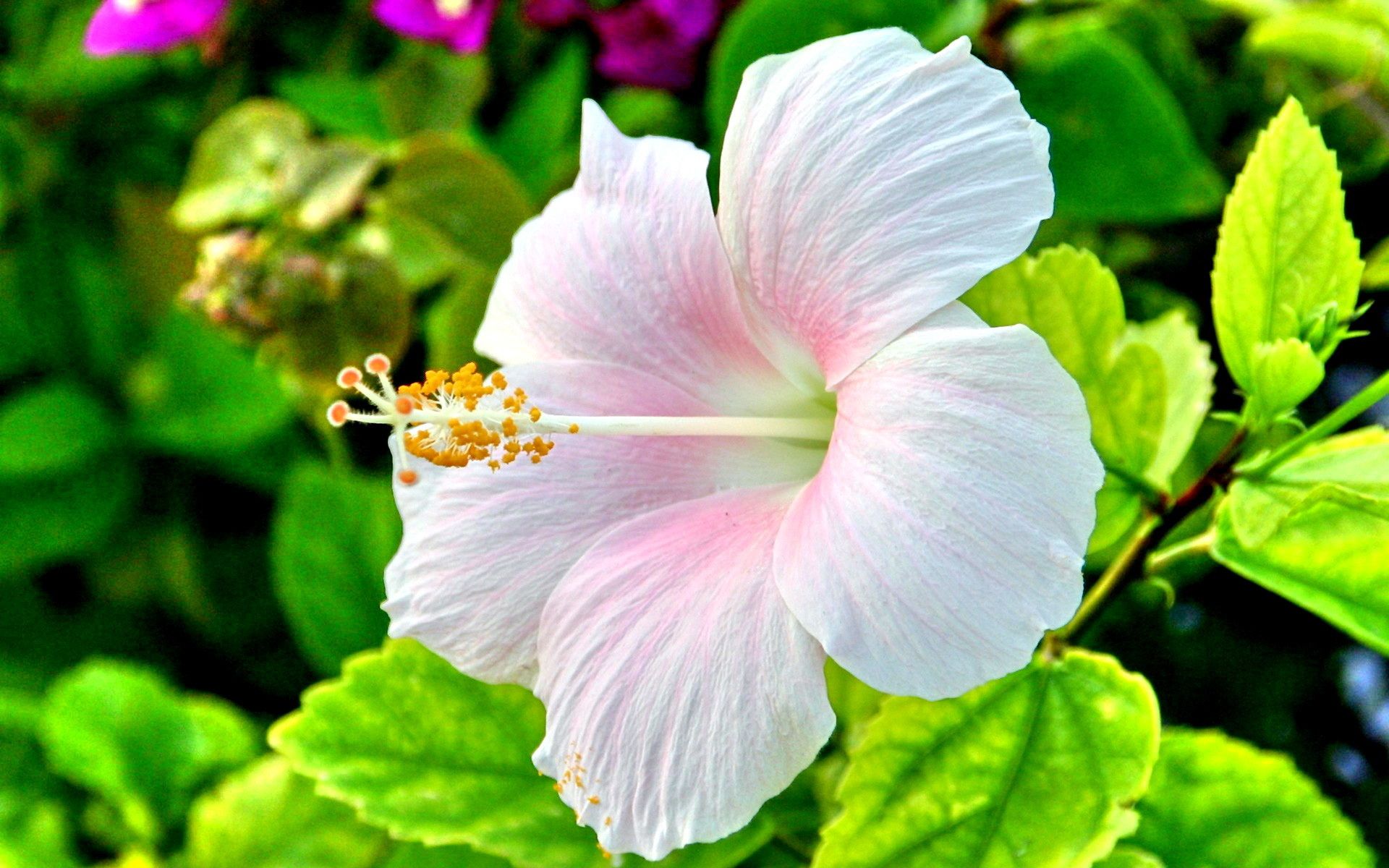 Fiore di ibisco bianco rosa, 1920x1200 WUXGA, PC