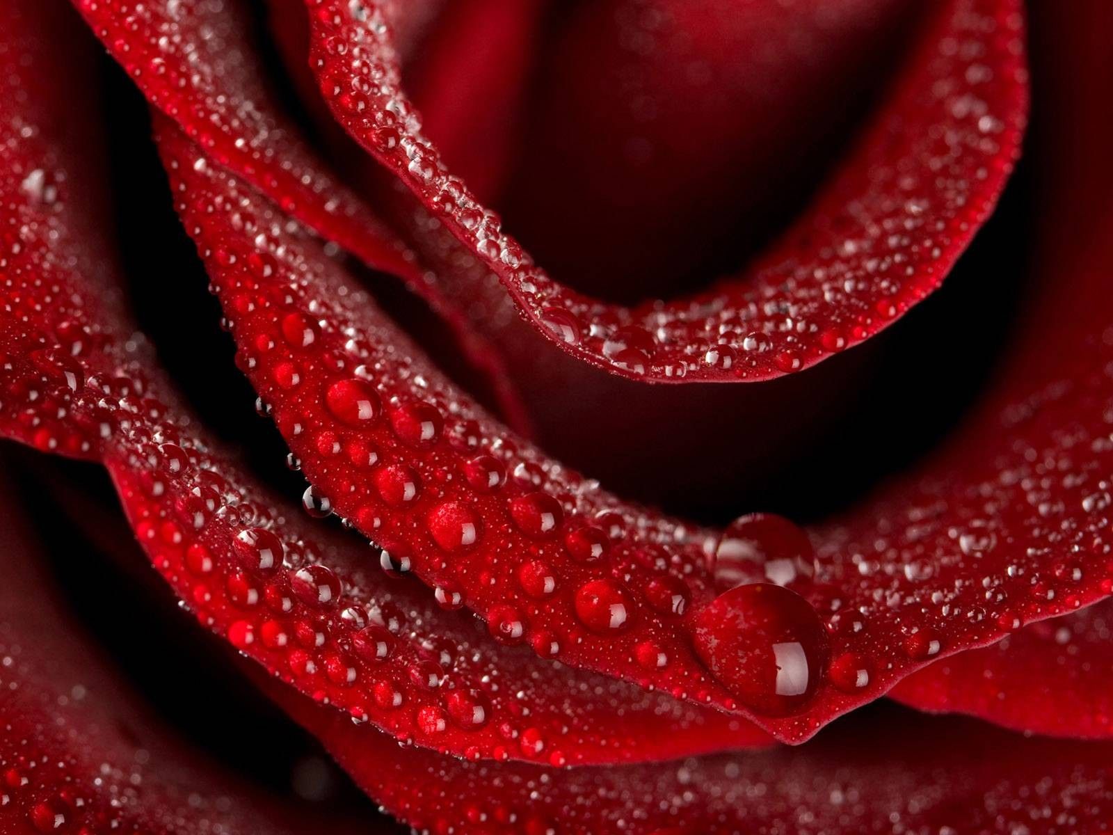 Rosa rossa con gocce d'acqua, 1600x1200 HD, Laptop