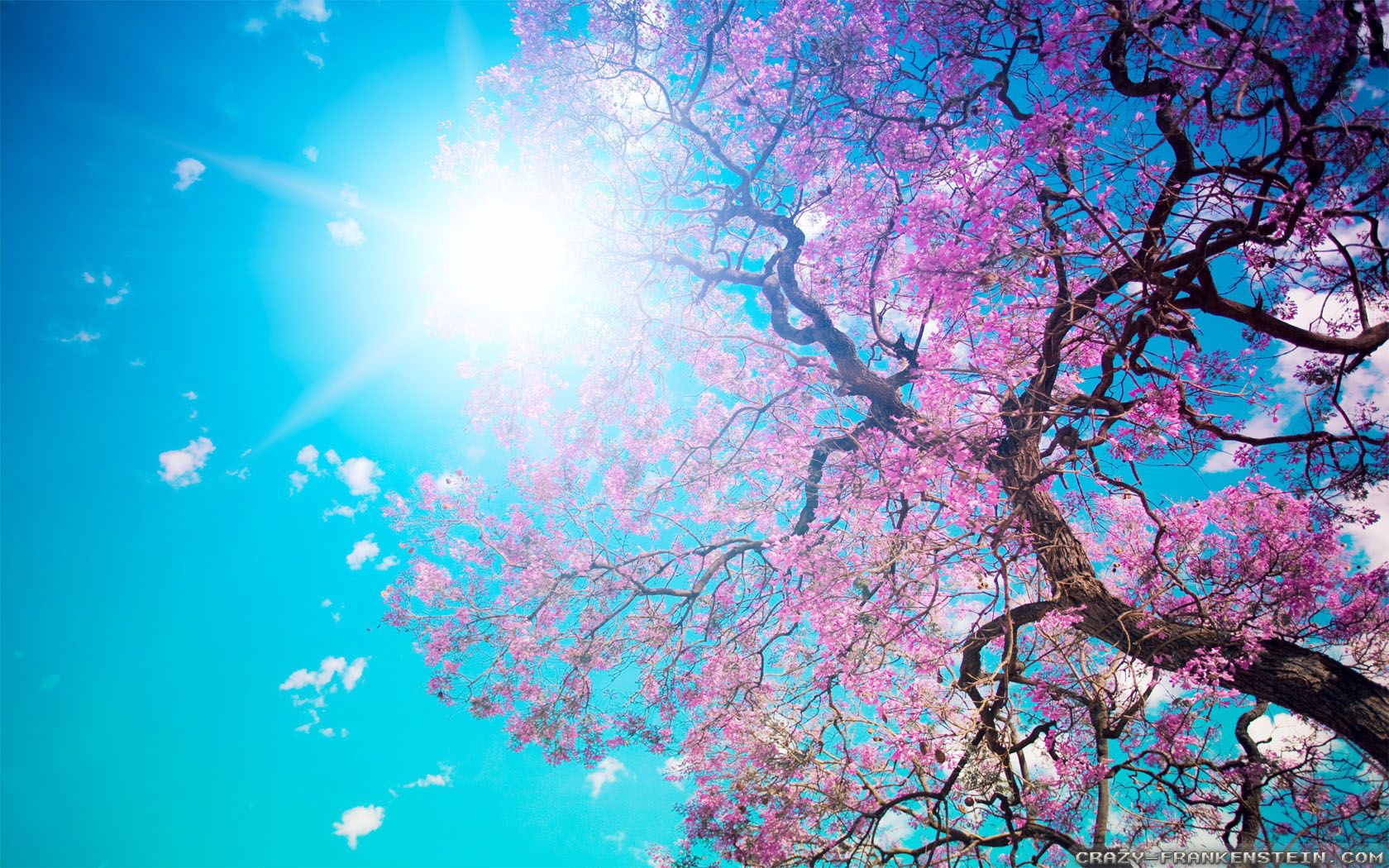 Albero fiori rosa cielo blu, 1680x1050 HD, Lenovo Legion
