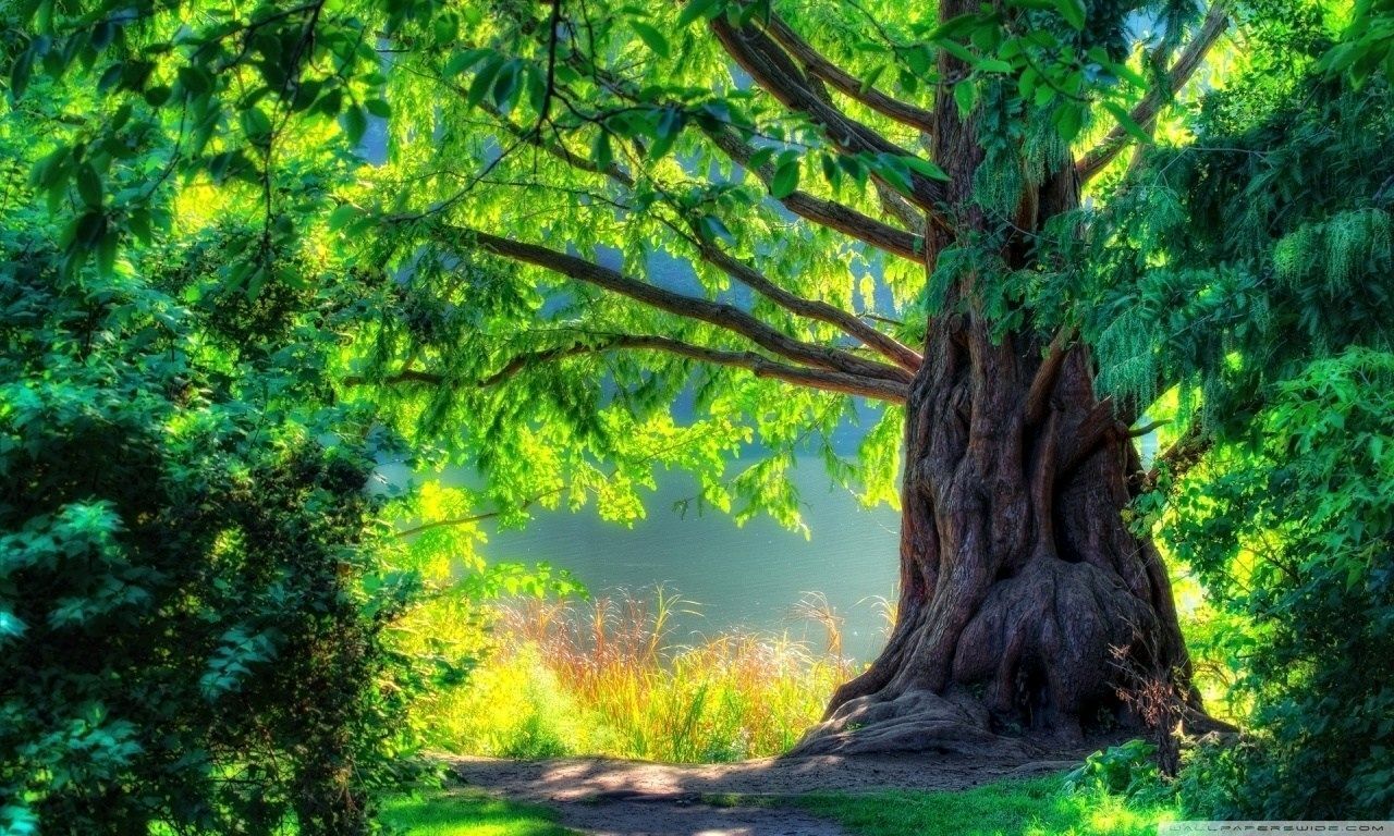 Grande albero verde luminoso, 1280x768 720p, PC