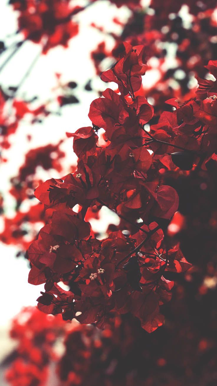 Fiori rossi bougainvillea sfocati, 736x1308 Verticale, POCO