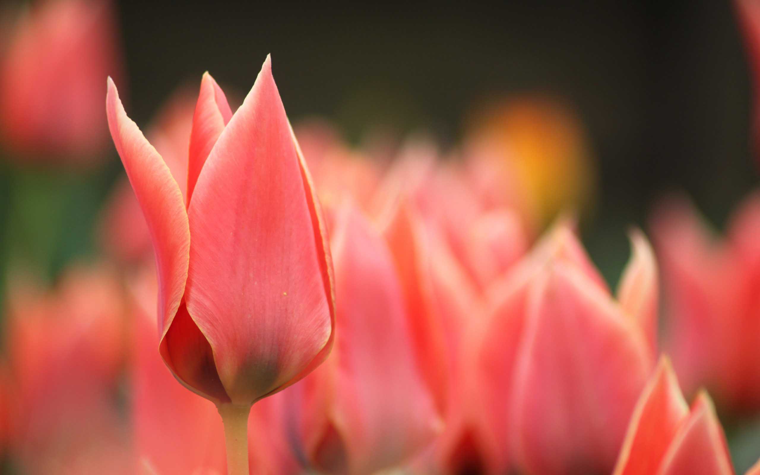 Tulipani rosa in campo, 2560x1600 2K, MacBook Pro
