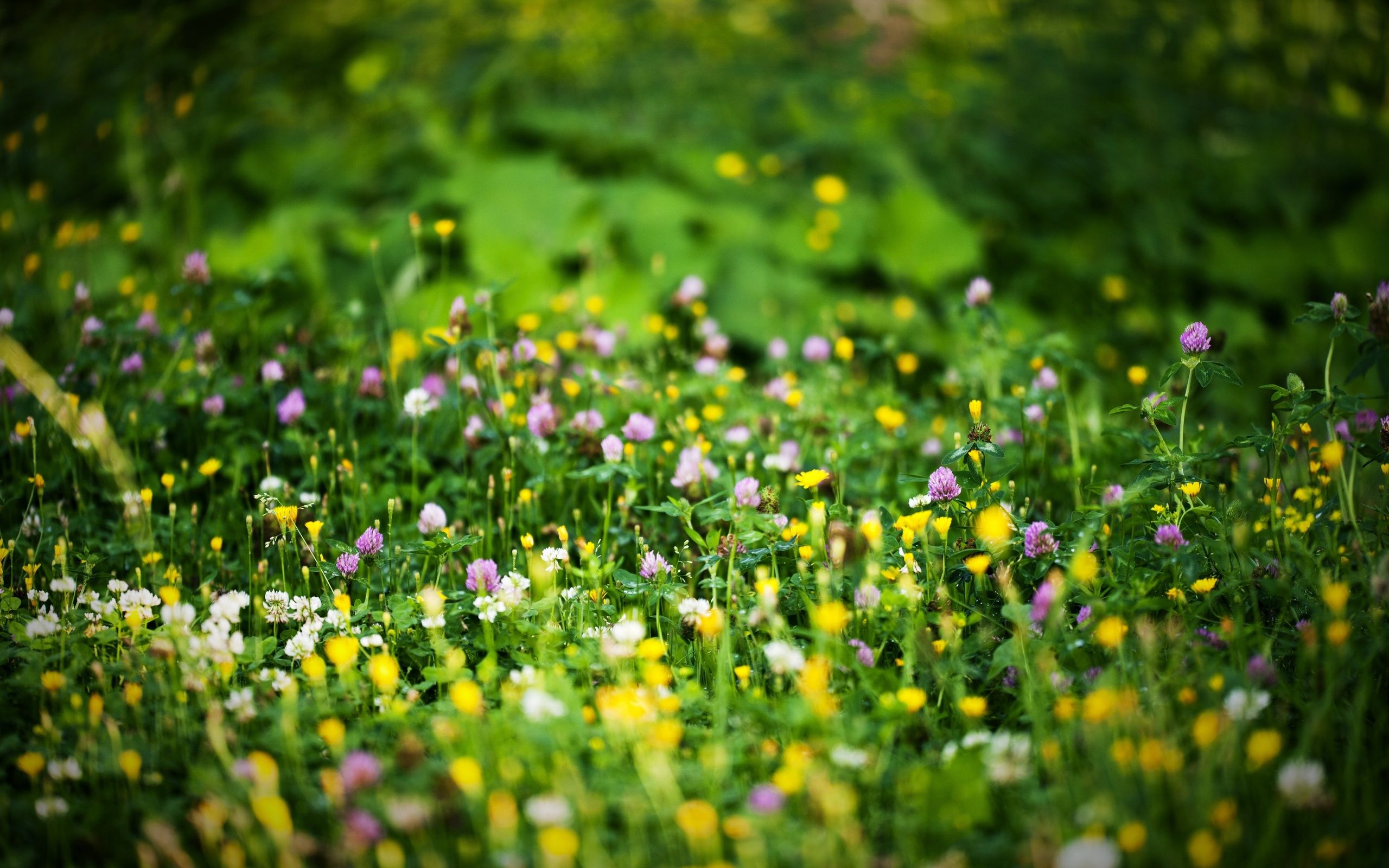 Prato fiorito primaverile verde, 2560x1600 2K+, Desktop