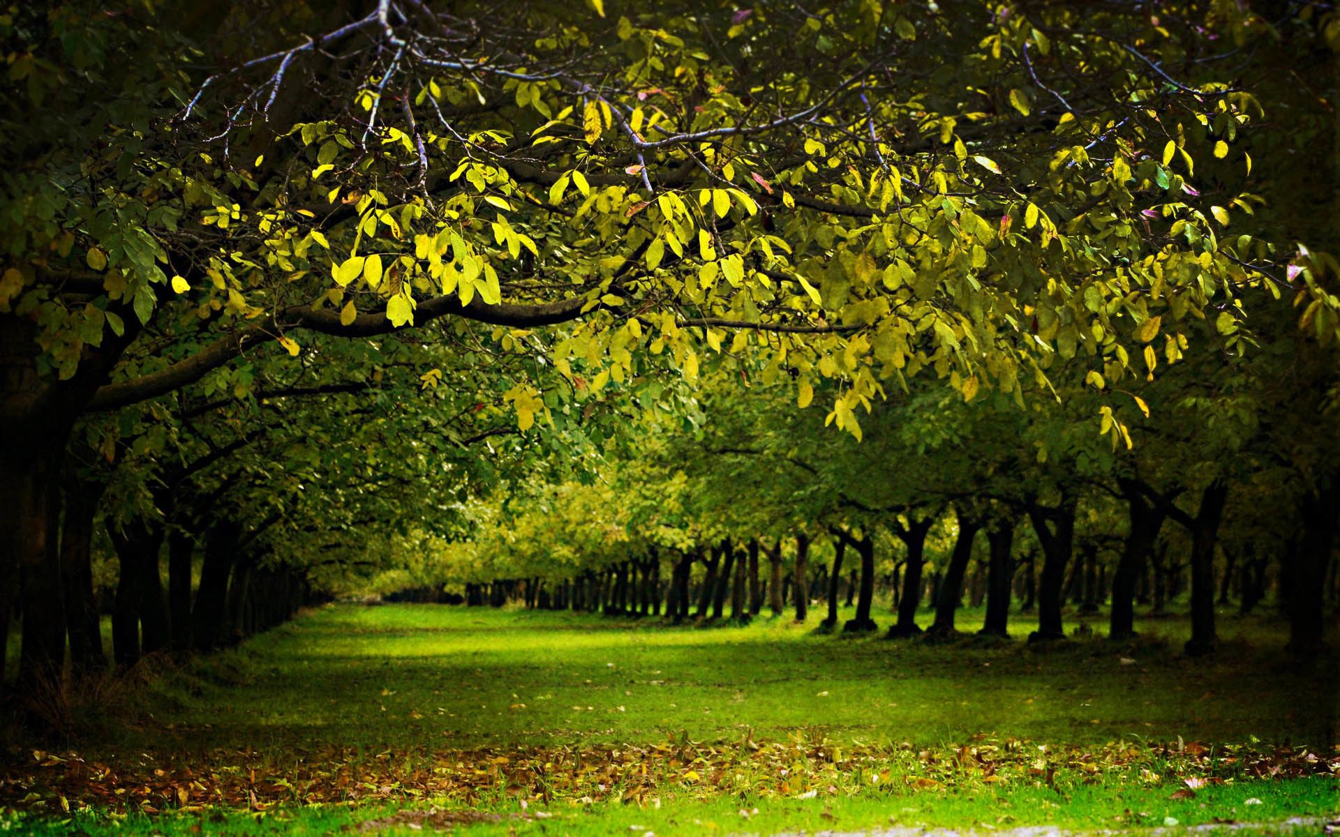 Viale alberato verde autunnale, 1920x1200 Full HD+ WUXGA, Laptop