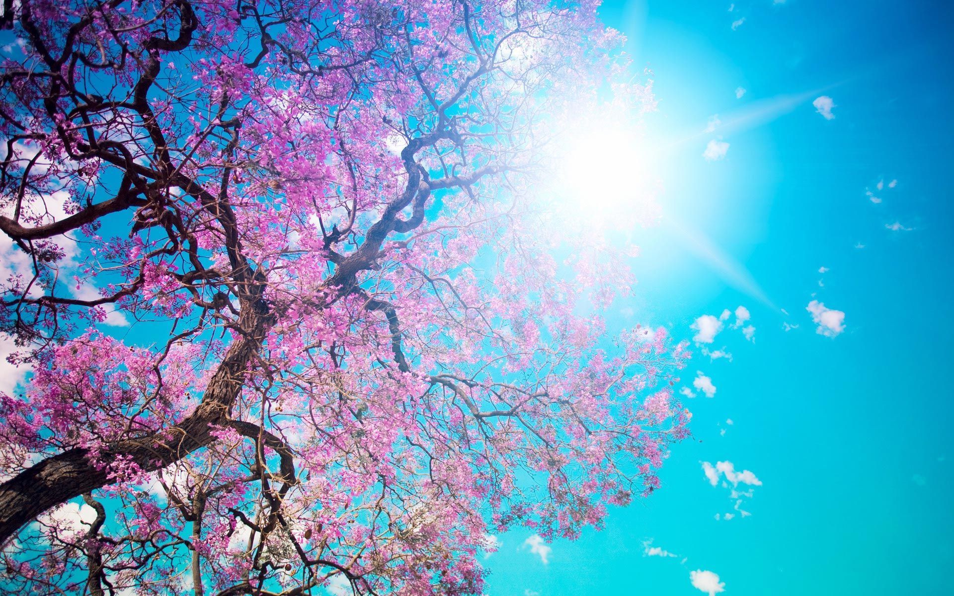 Albero di ciliegio in fiore, 1920x1200 Full HD+, Desktop