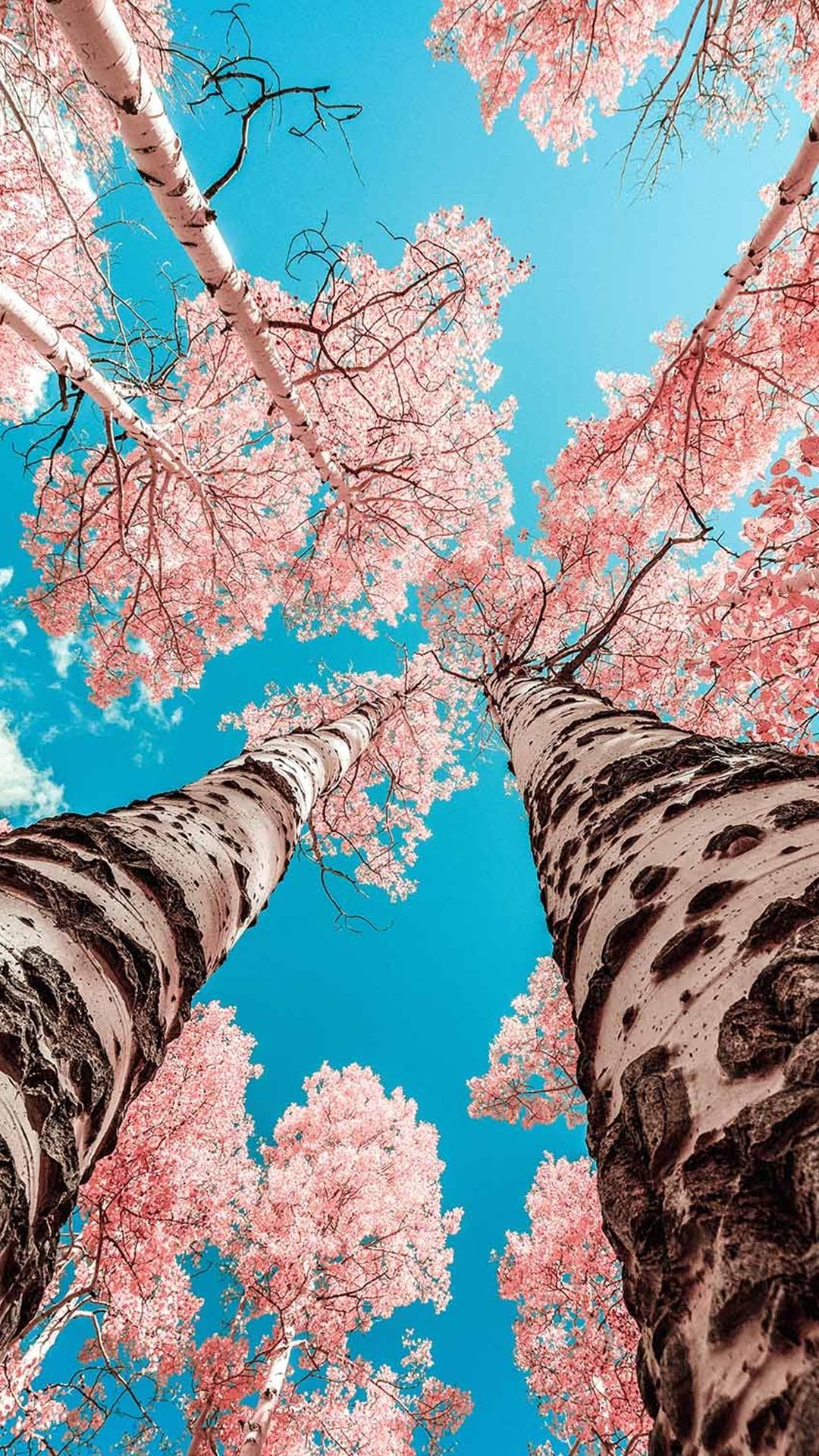 alberi fioriti rosa cielo blu, 1080x1920 Verticale, Mobile