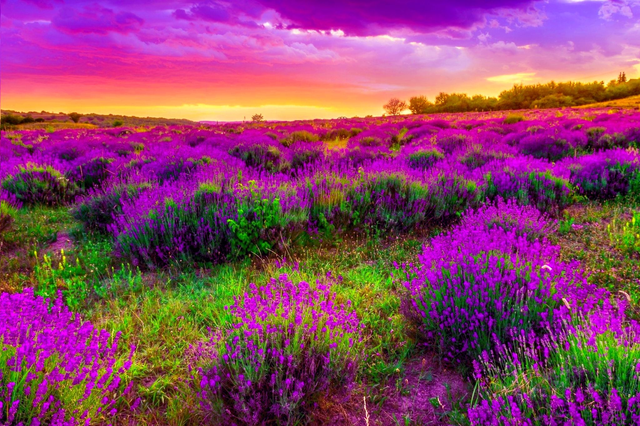 Campo di lavanda al tramonto, 2048x1365 Hi-Res, iMac