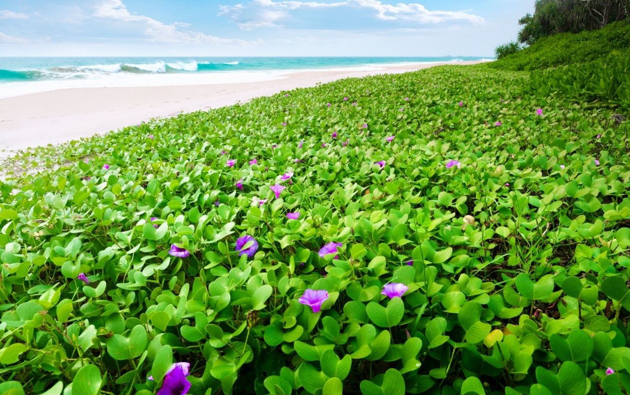 Spiaggia con vegetazione fiorita, 1280x804 720p, Laptop