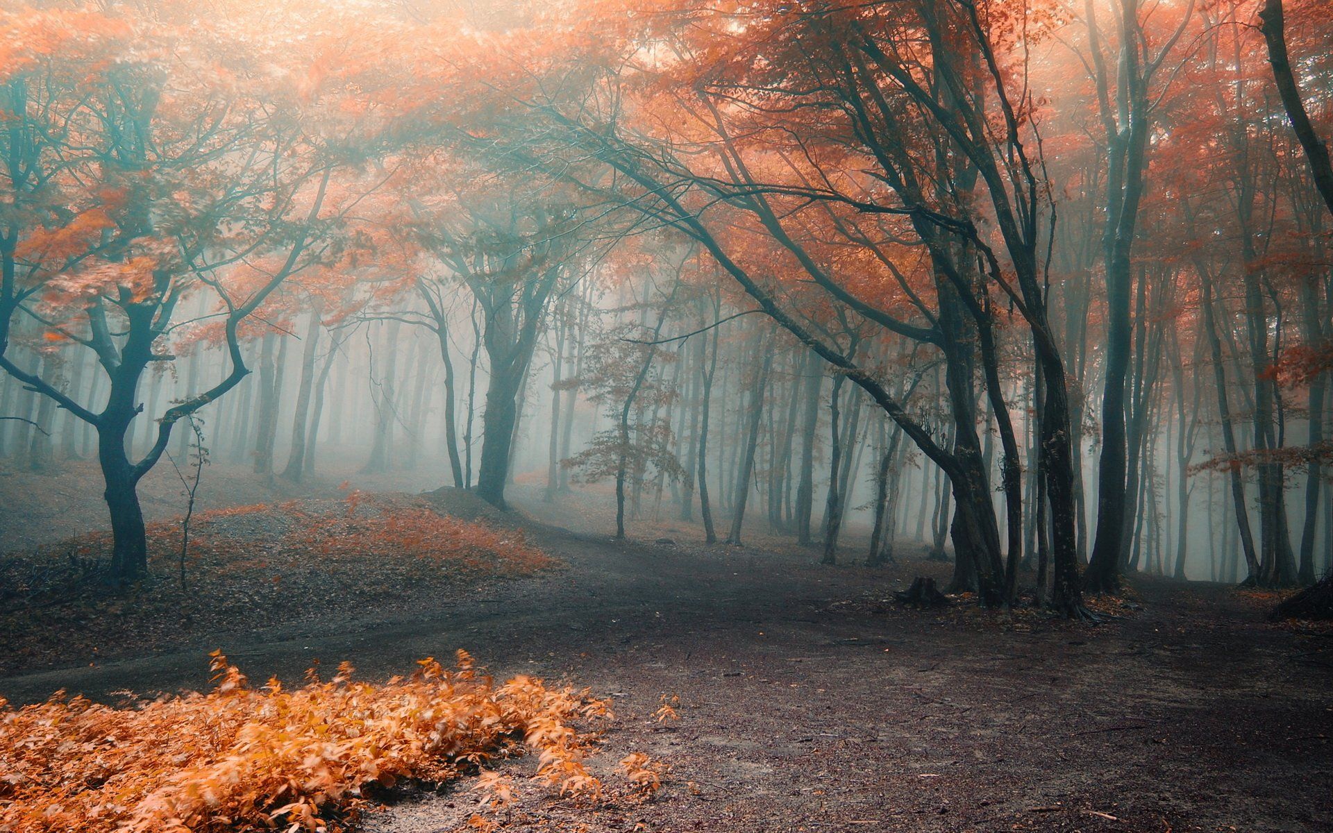 Sentiero nella foresta nebbiosa autunnale, 1920x1200 Full HD+, Laptop