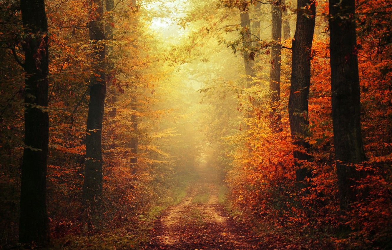 Sentiero autunnale nella nebbia, 1332x850 720p, PC