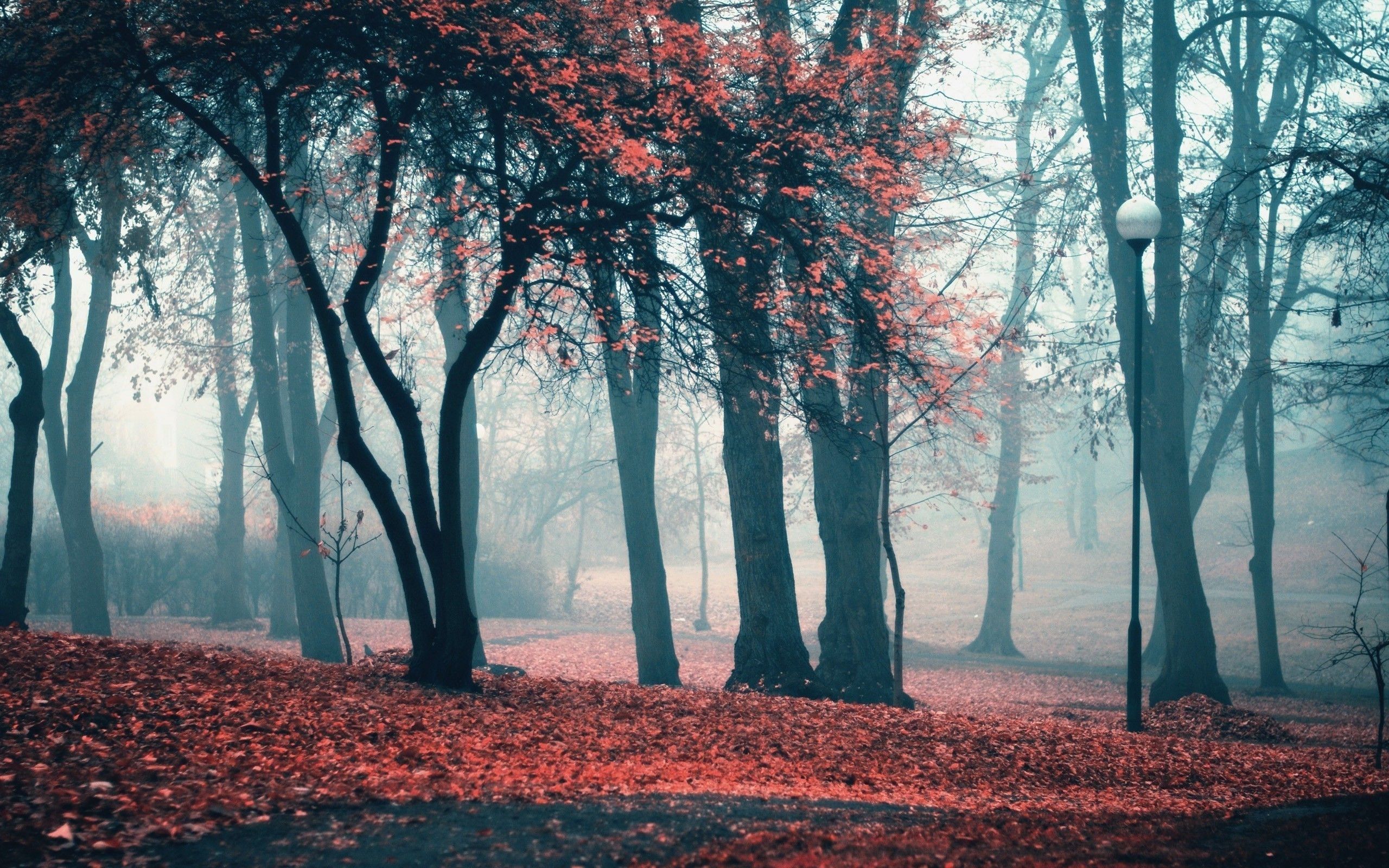 Parco autunnale nella nebbia, 2560x1600 2K, Laptop