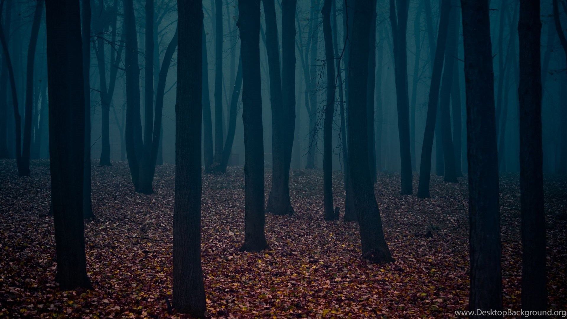 Foresta autunnale nebbiosa scura, 1920x1080 1080p, PC Desktop