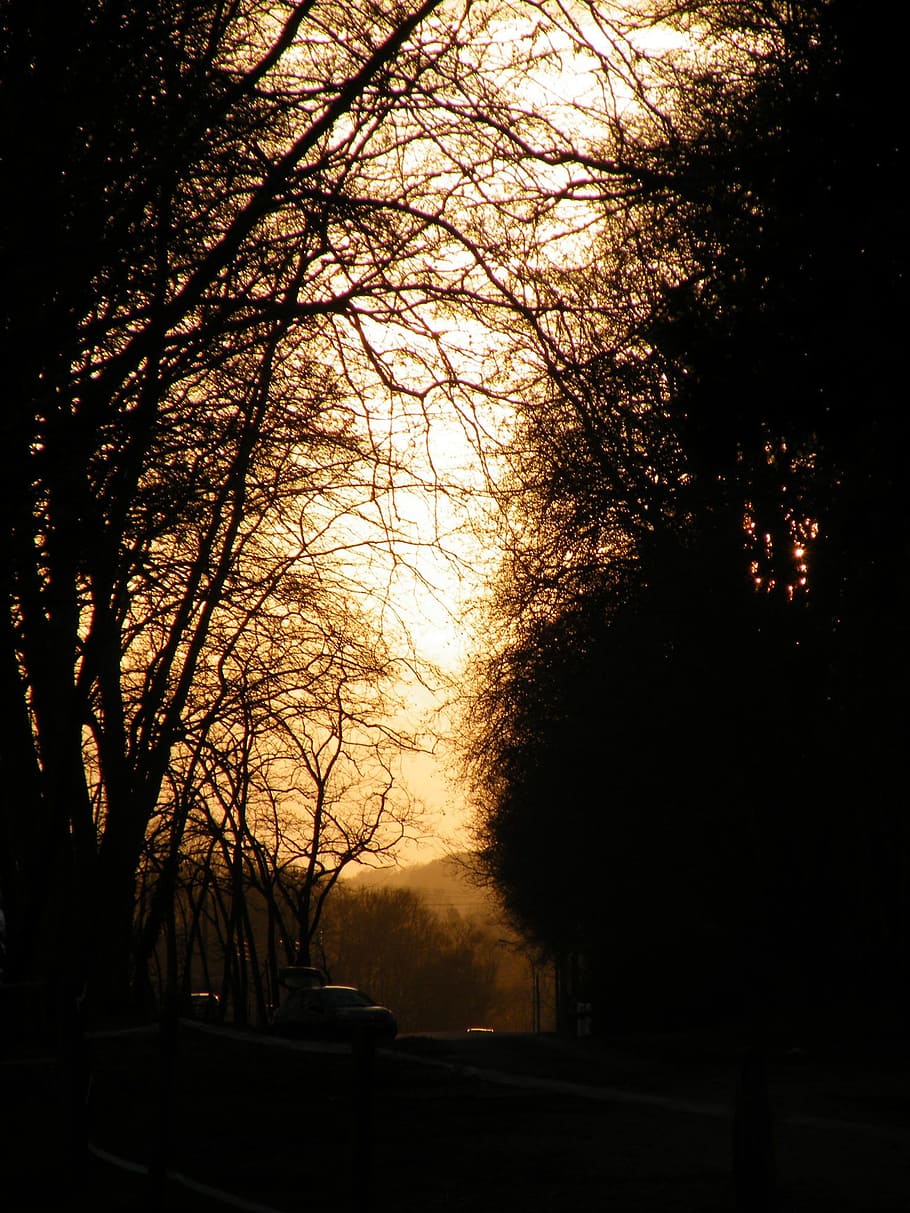 Alberi silhouette al tramonto autunnale, 910x1213 Verticale, Telefono
