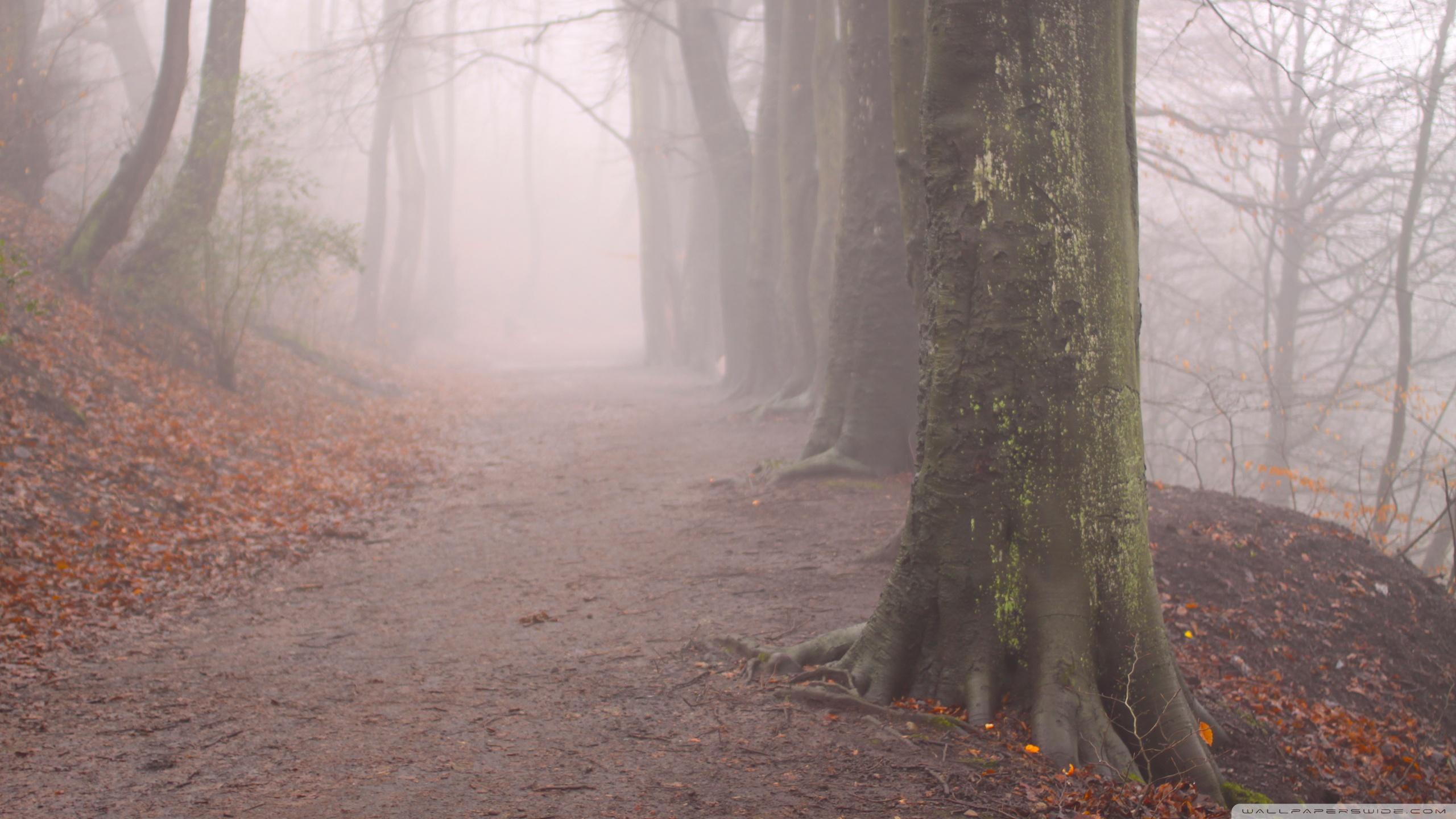 Sentiero nel bosco nebbioso, 2560x1440 2K QHD, PC