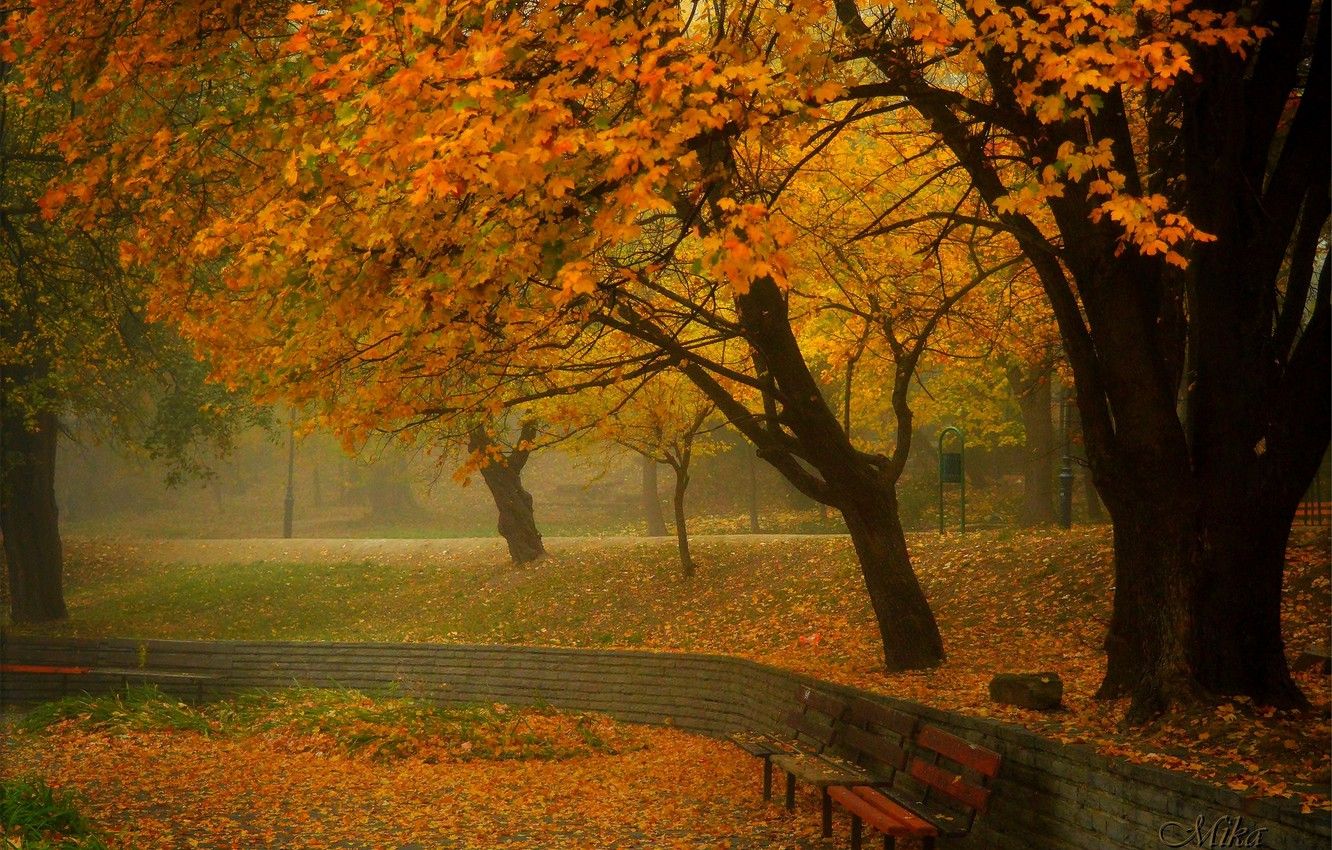 Alberi autunnali nella nebbia, 1332x850 HD, ROG Asus Laptop