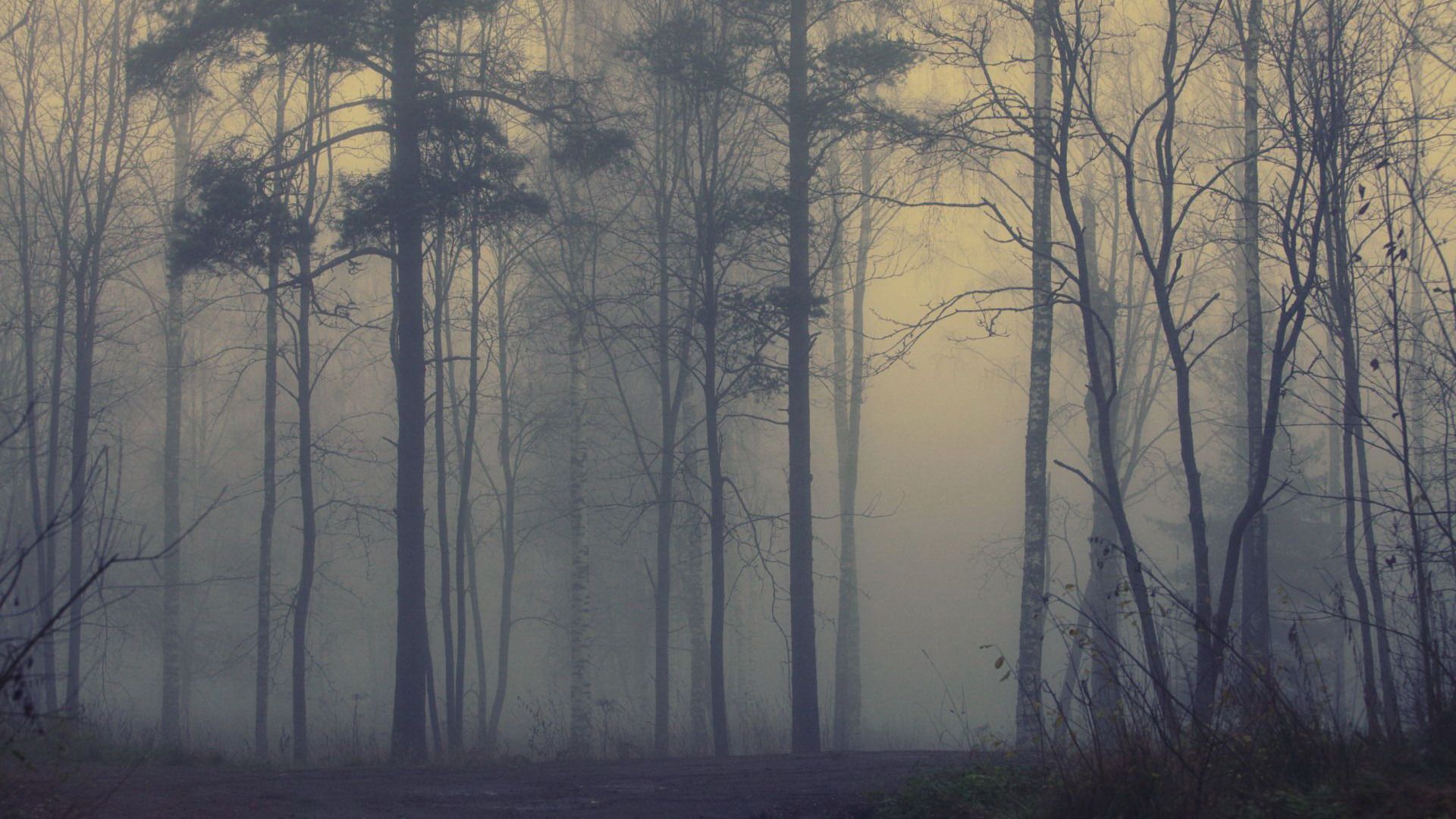 Foresta nebbiosa autunnale, 1920x1080 Full HD, Laptop