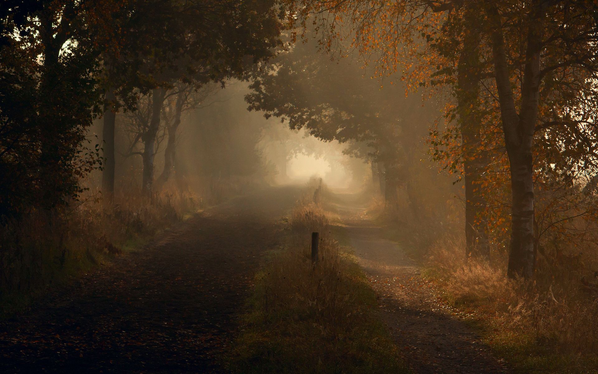 Sentiero forestale nebbia autunnale, 1920x1200 WUXGA, Laptop