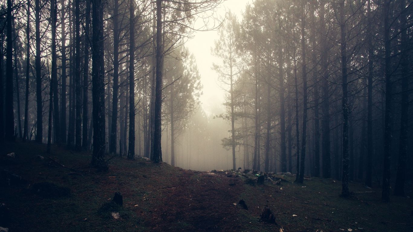 Foresta nebbiosa autunnale, 1366x768 HD, PC Desktop