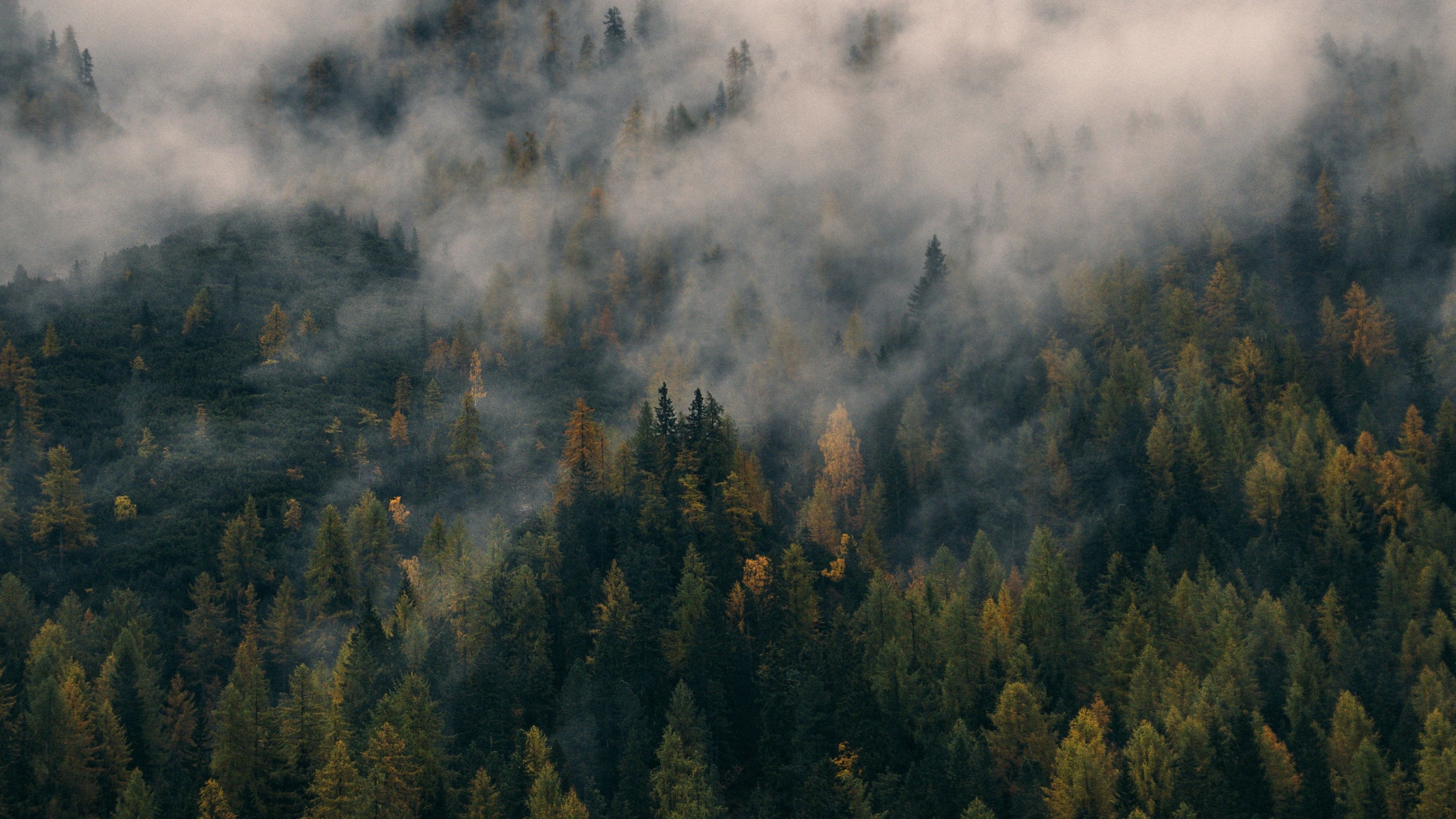 Foresta autunnale nella nebbia, 3840x2160 Ultra HD, Monitor 4K