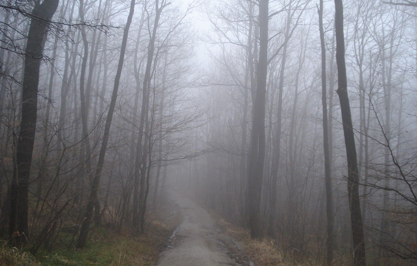 Sentiero nella foresta nebbiosa, 1332x850 720p, PC