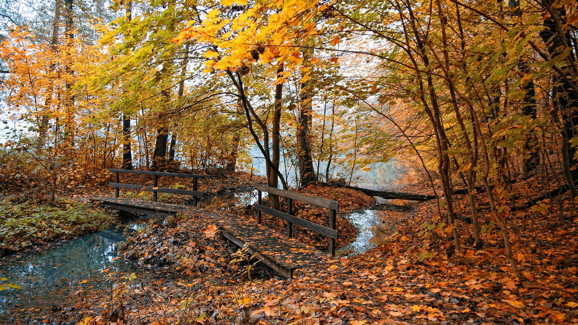 Ponte in legno bosco autunnale, 1920x1080 1080p, Desktop