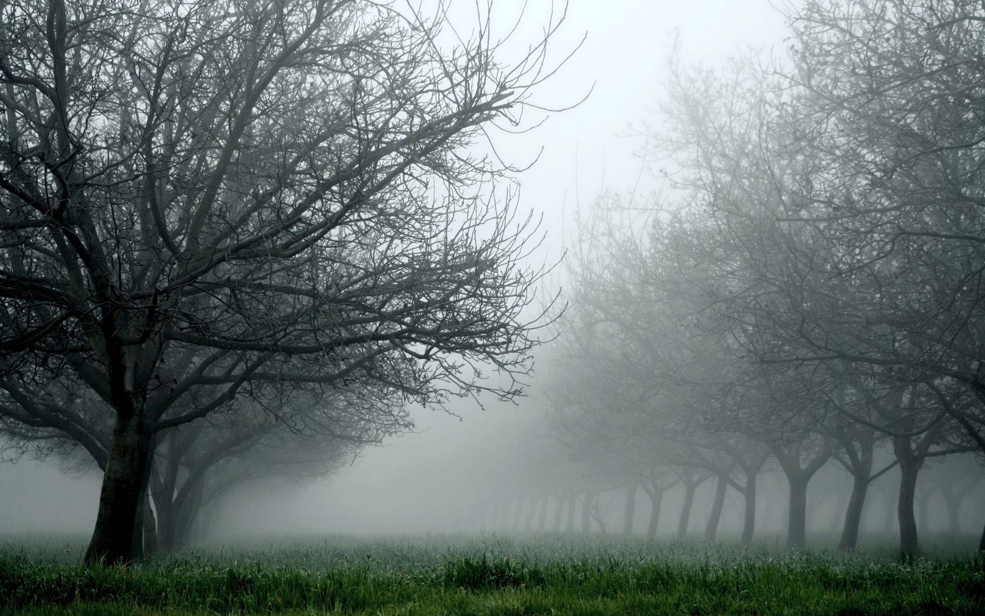 Frutteto nella nebbia autunnale, 1920x1200 Full HD+, PC Desktop