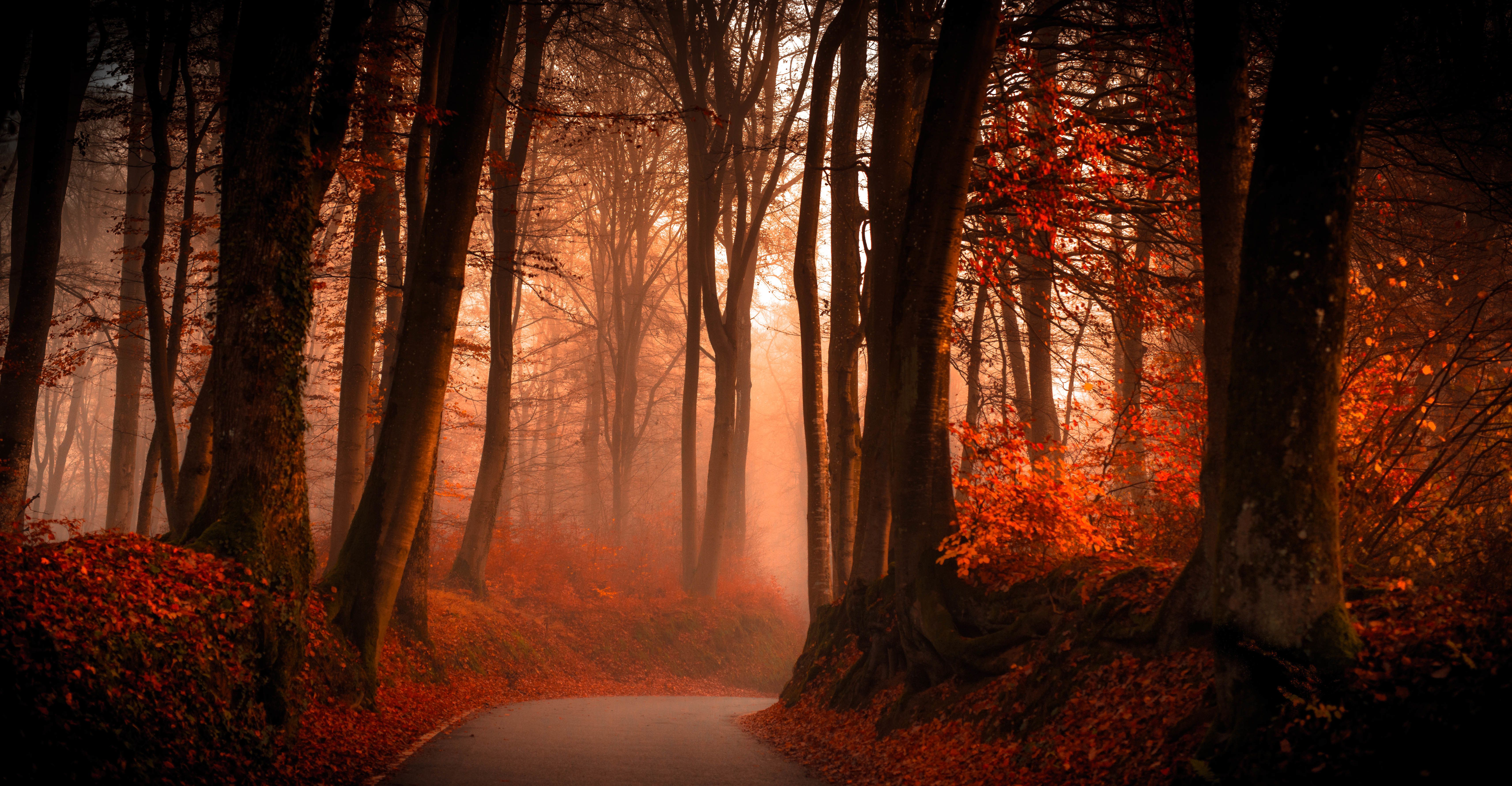 Strada nebbiosa foresta autunnale, 6850x3562 UHD, PC 4K
