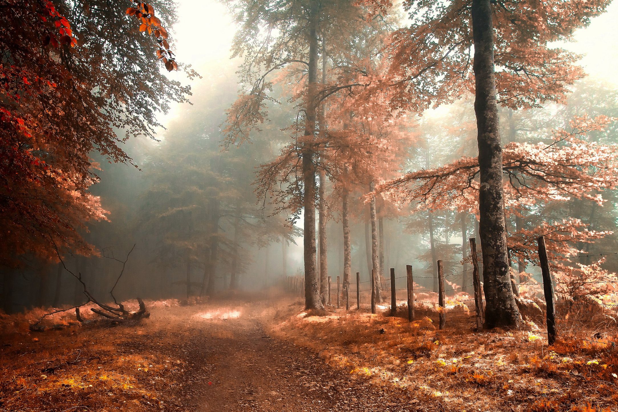 Sentiero foresta autunnale nebbiosa, 2167x1448 alta risoluzione, PC