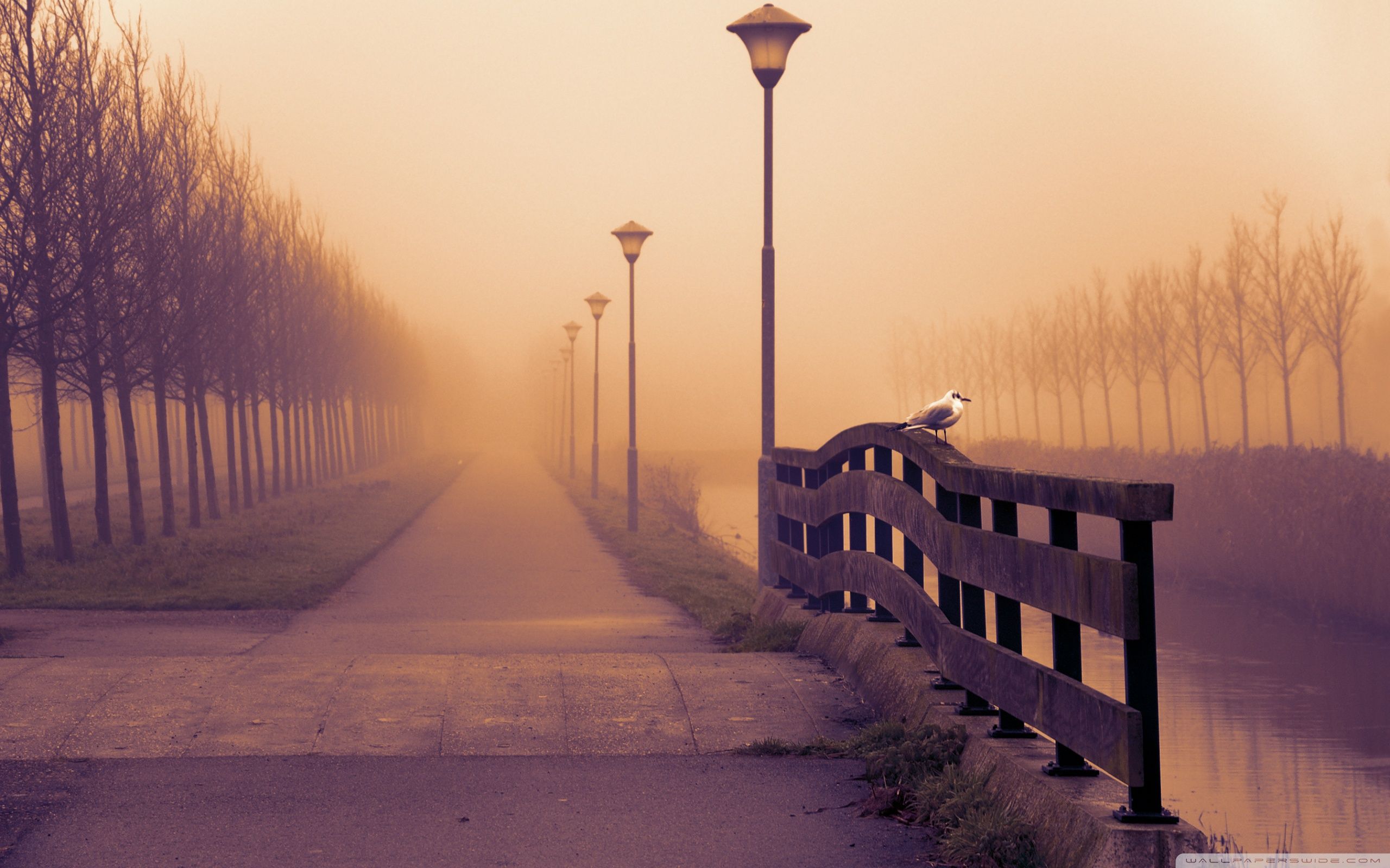 Sentiero nebbioso con lampioni autunno, 2560x1600 WQXGA, PC
