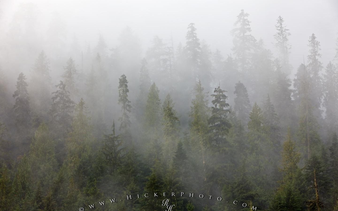Foresta nebbia autunnale, 1440x900 HD, Desktop
