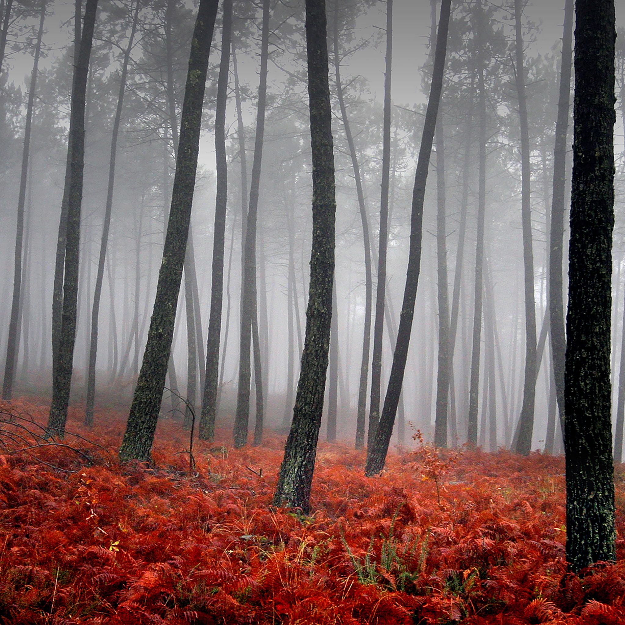 Foresta autunnale nebbiosa, felci rosse, 2048x2048 2K, Laptop