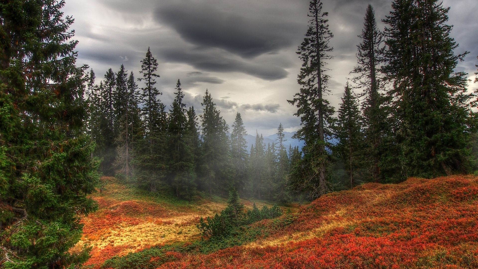 Foresta autunnale nebbiosa, 1920x1080 Full HD, Laptop