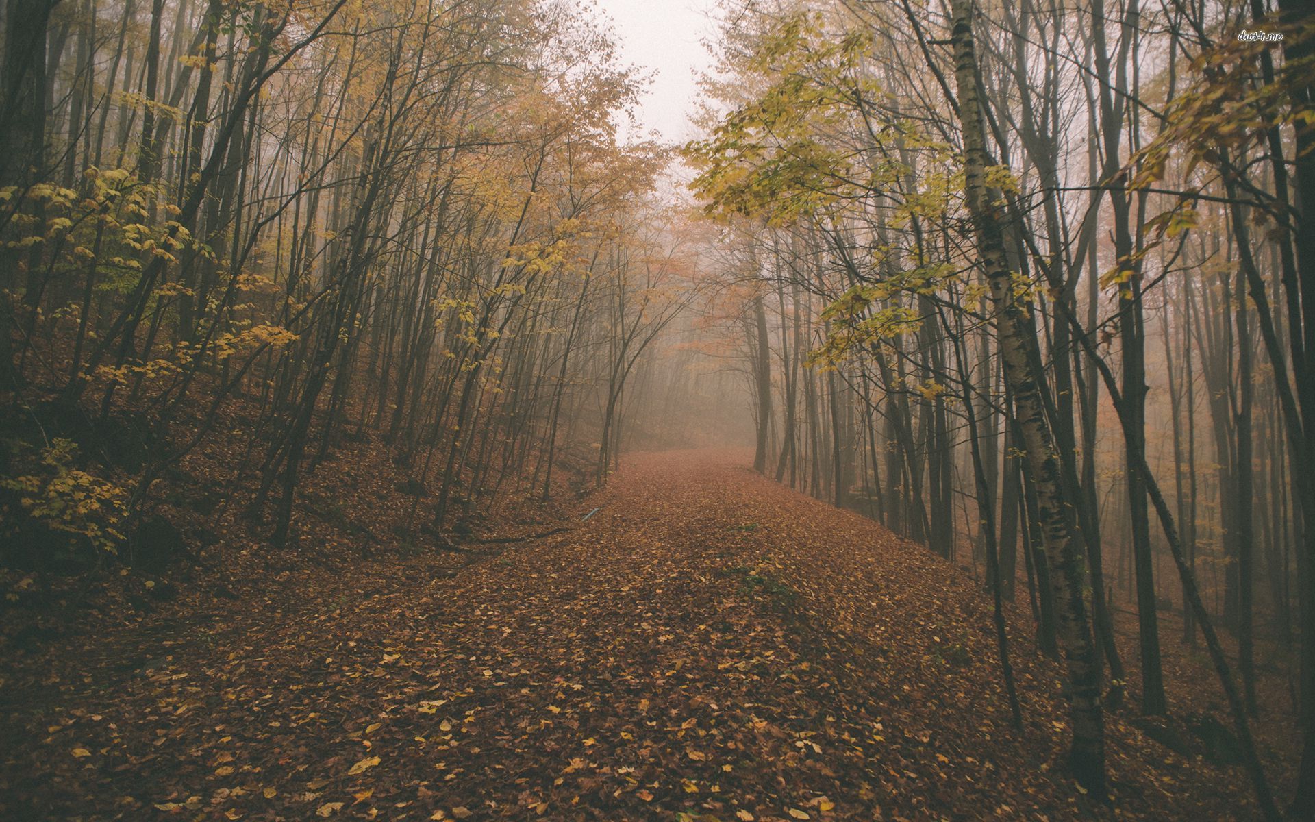 Sentiero nella foresta nebbiosa autunnale, 1920x1200 Full HD+ WUXGA, iMac