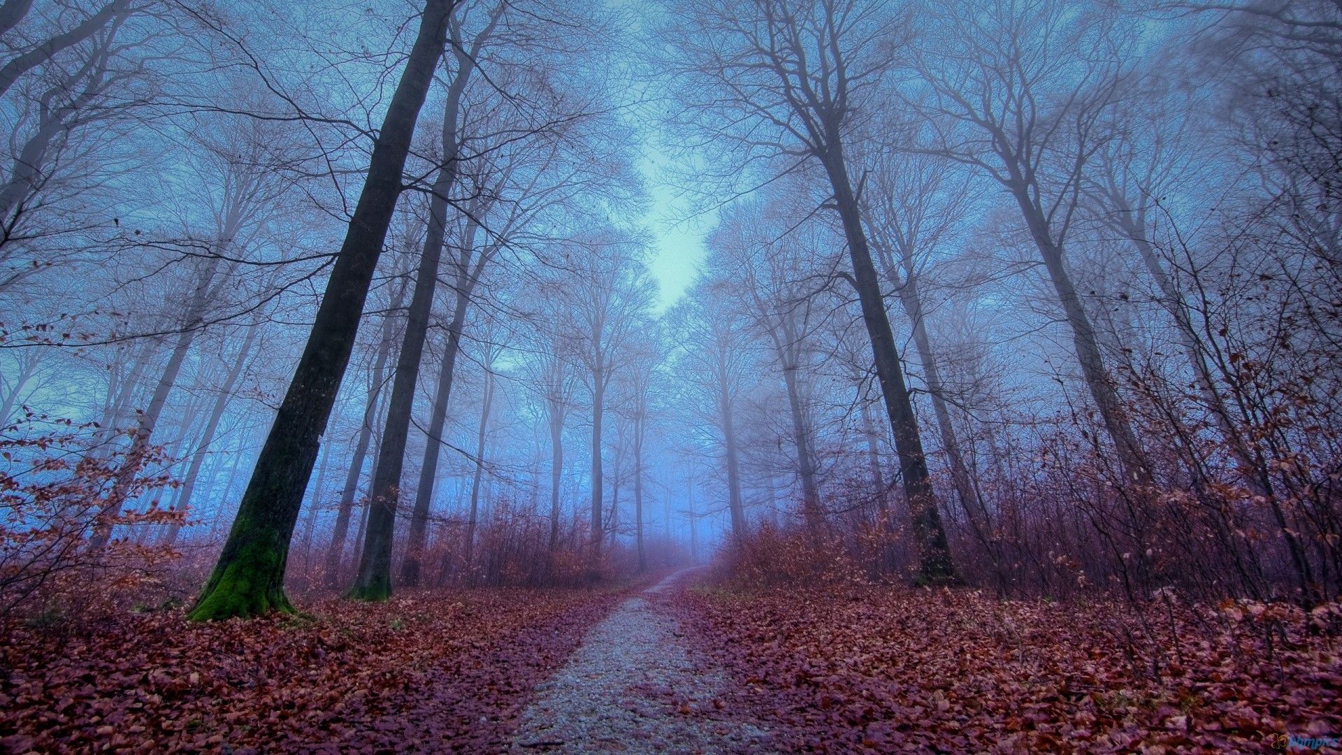 Sentiero foresta autunnale nebbiosa, 1920x1080 Full HD 1080p, Desktop