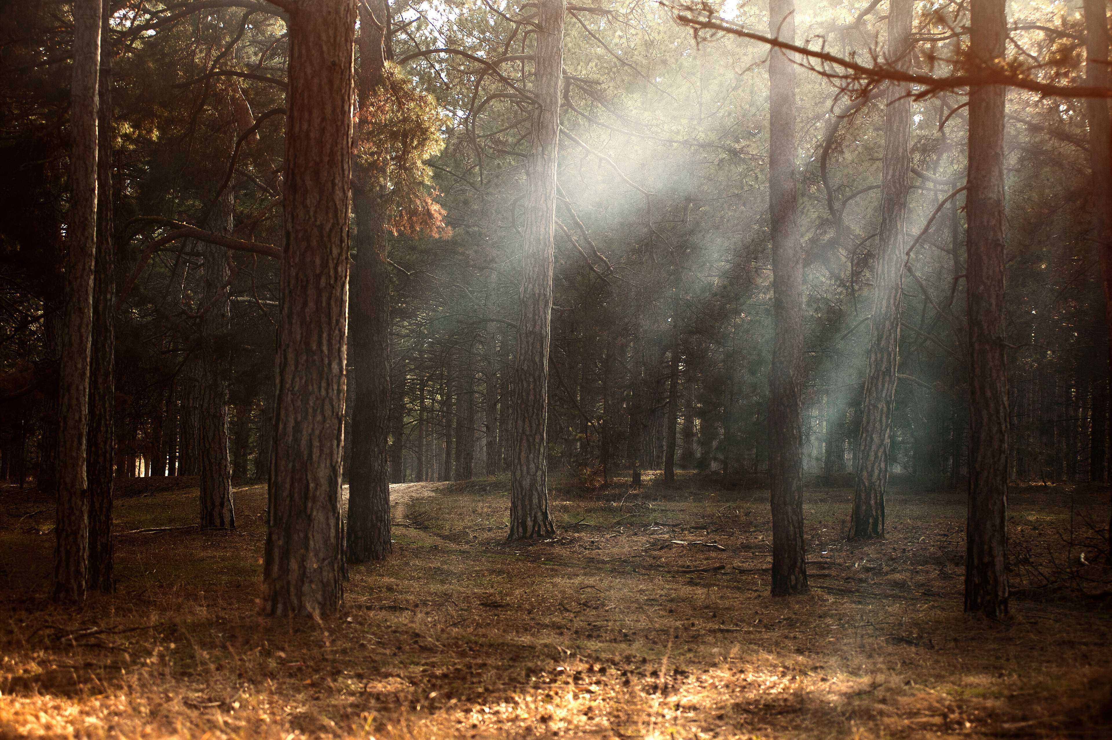 Foresta autunnale con nebbia, 3840x2555 UHD, Monitor 4K