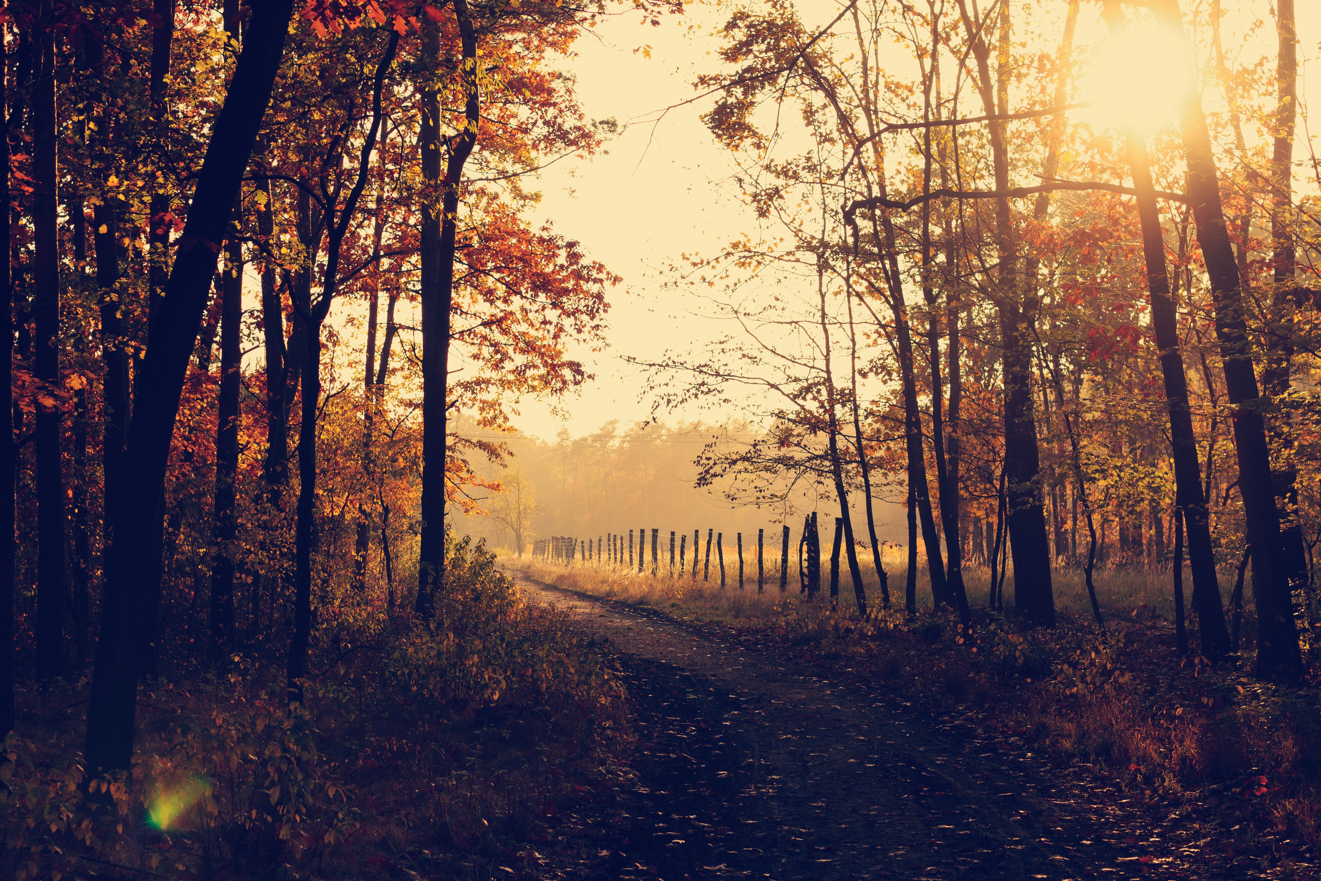Sentiero nel bosco autunnale, 5184x3456 4K Ultra HD, Monitor 4K