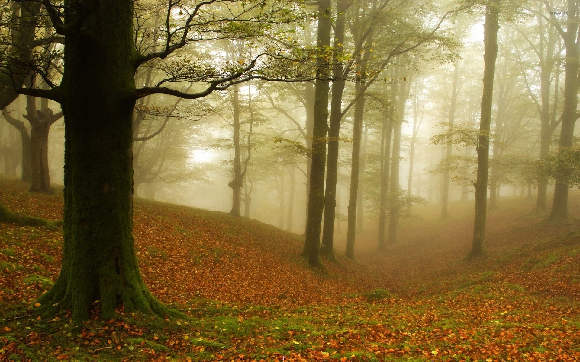 Foresta autunnale nebbiosa, 1920x1200 WUXGA, PC Desktop