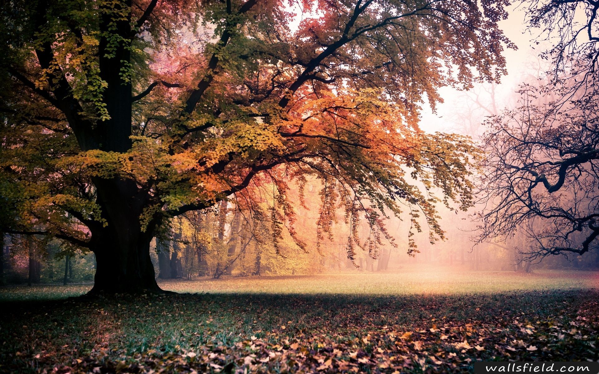 Albero autunnale nella nebbia, 1920x1200 Full HD+ WUXGA, Laptop