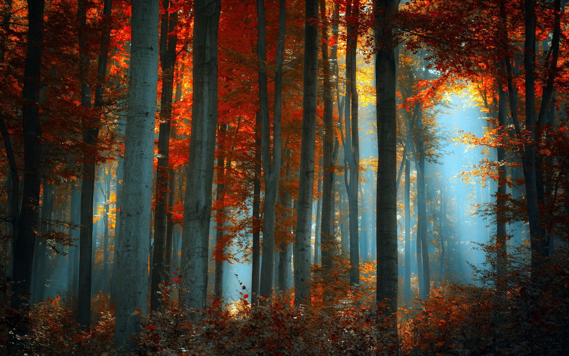 Foresta autunnale nebbiosa con luce, 1920x1200 WUXGA, Desktop