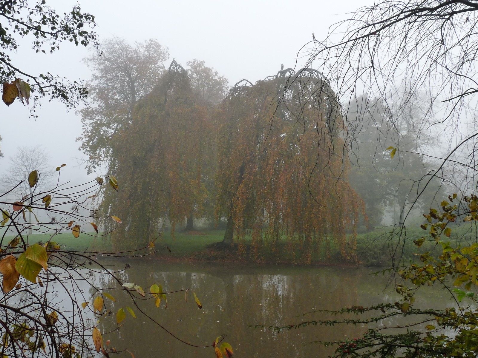 Salice piangente nella nebbia autunnale, 1600x1200 900p, Desktop