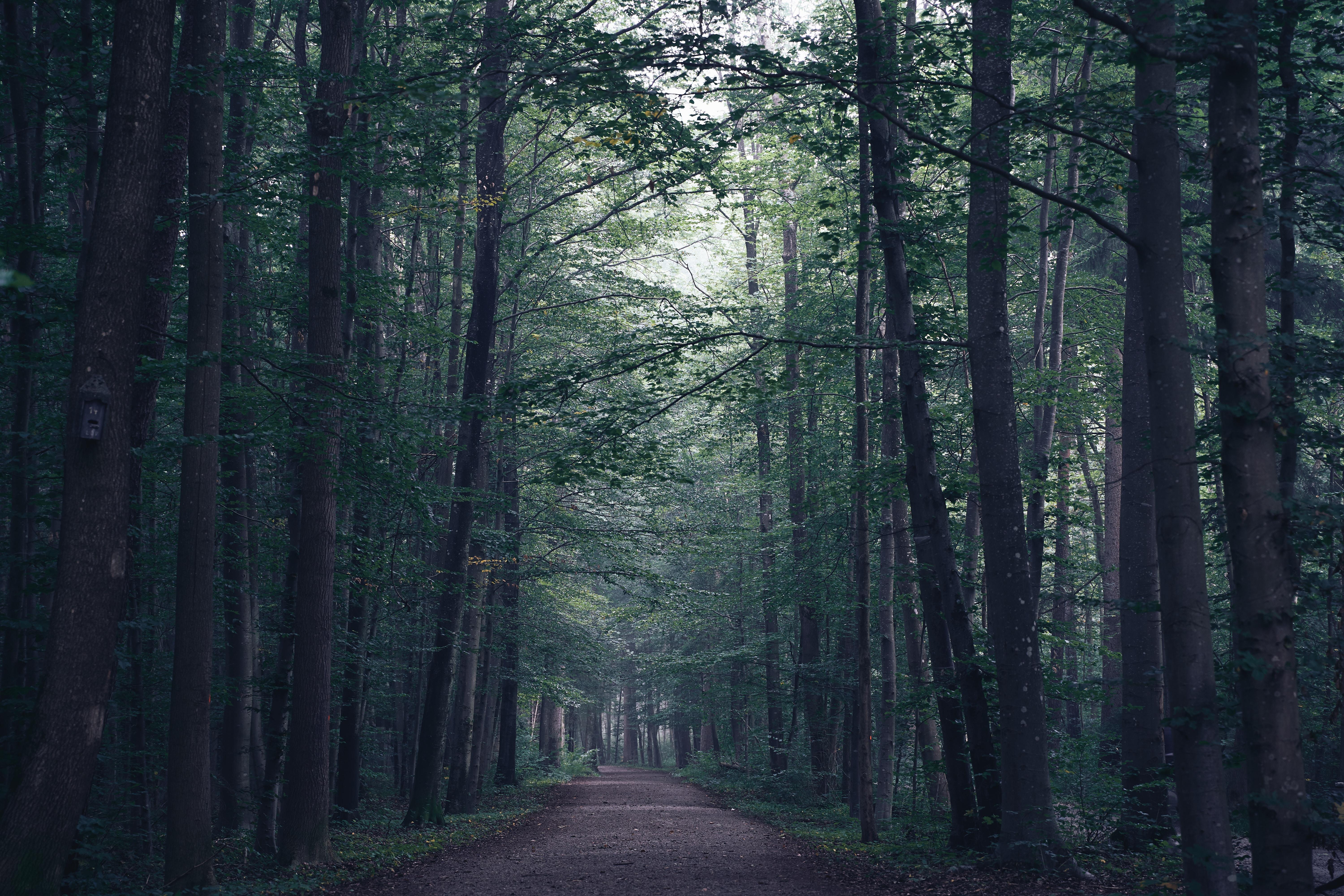 Sentiero nella foresta nebbiosa, 6000x4000 4K Ultra HD, Monitor 4K