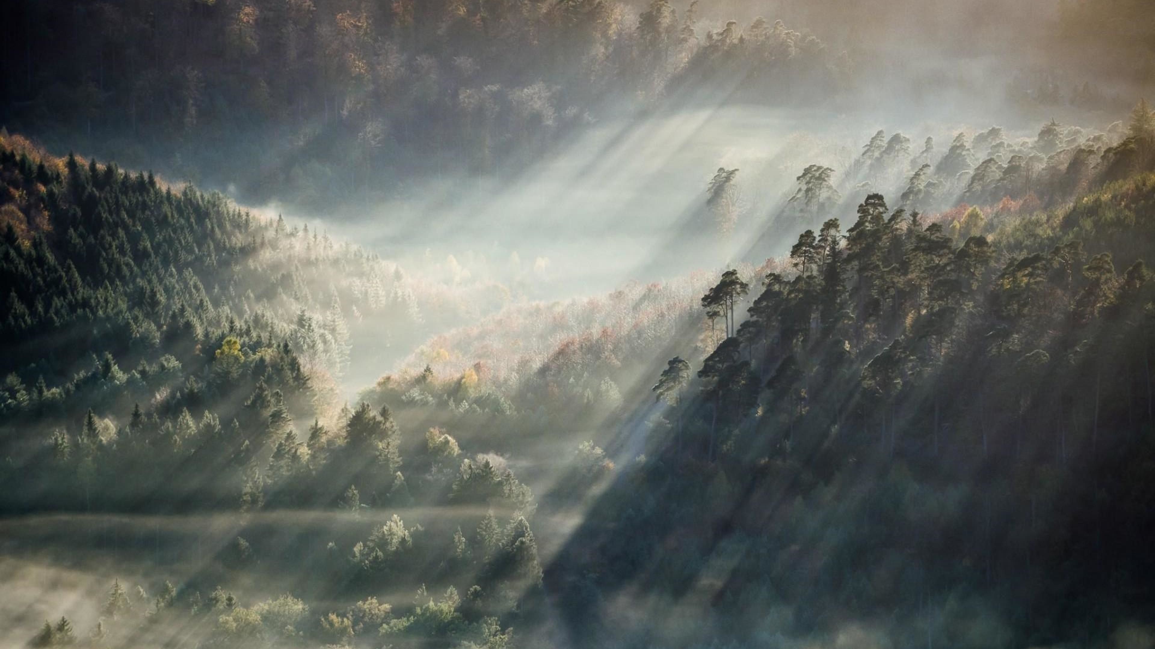 Foresta nebbiosa con raggi di luce, 3840x2160 UHD, PC 4K